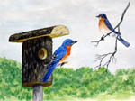 bluebirds, bluebird houses, bluebird painting