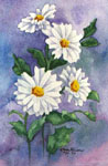flower artist, daisy art, flower,art, painting of flowers, floral paintings, flower painter, garden flowers, nature artist