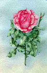 floral painting, floral portrai, flowers, roses, red roses, watercolors